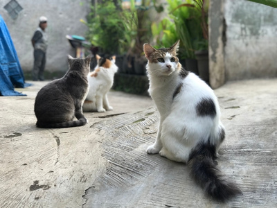 COLONIAS FELINAS CONTROLADAS Colonia felina en Guitiriz, Galicia