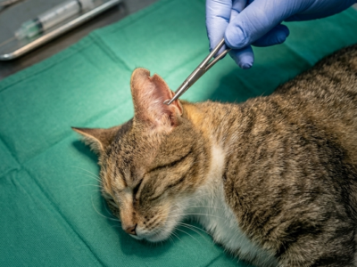 Colonias felinas Guitiriz Marca na orella que se lle fai aos gatos das colonias xa tratados e esterilizados por veterinario